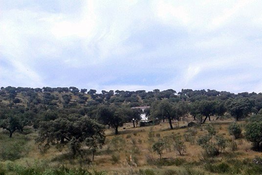 El Ayuntamiento de Azuaga y la Hermandad de San Isidro, cierran la romería 