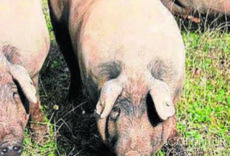 Guijuelo engorda sus cerdos en Andalucía y Extremadura