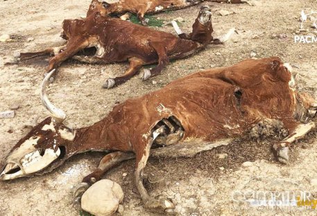 Halladas 16 vacas muertas por inanición en una finca de Belmez 