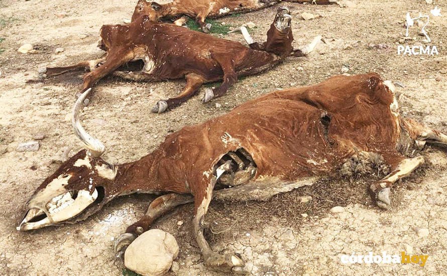 Halladas 16 vacas muertas por inanición en una finca de Belmez 