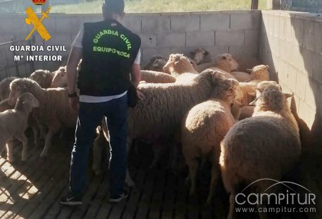 Tres vecinos de Maguillas detenidos por robar más de cien animales 