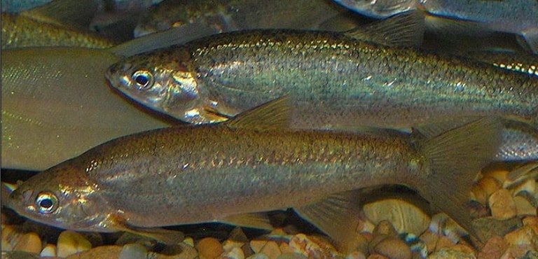 La Pardilla vuelve a las aguas del Culebras 