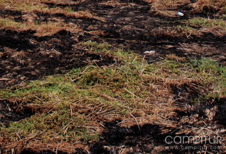 Controlado el incendio forestal en Espiel