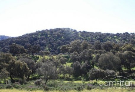 La Sierra Norte de Sevilla autorizada para combatir “la lagarta”