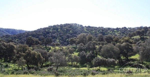 La Sierra Norte de Sevilla autorizada para combatir “la lagarta”