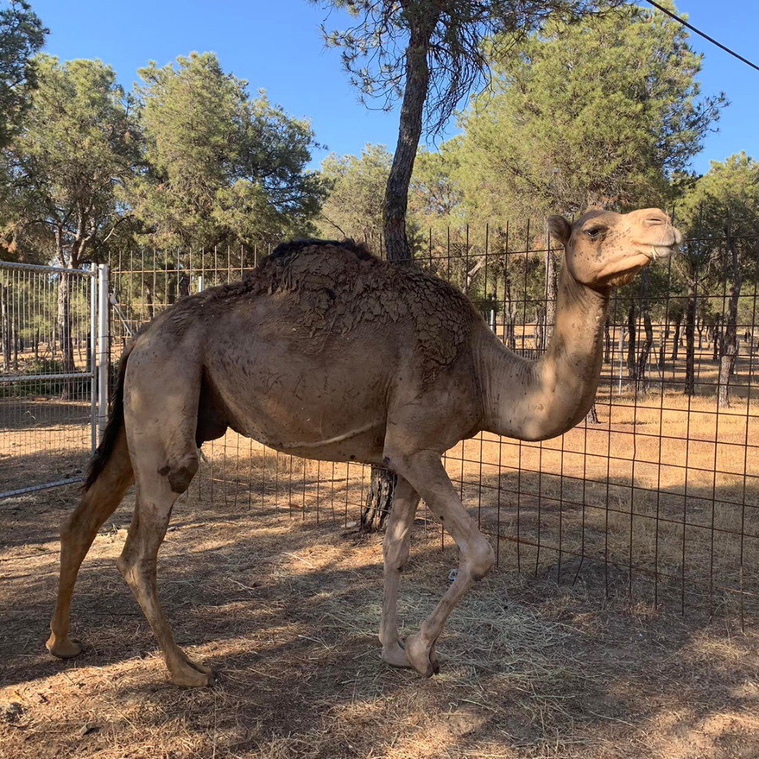 La familia del Parque Periurbano Las Quinientas de Berlanga crece 