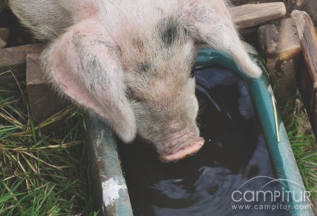 Exención total para adquisición de agua para uso ganadero en Berlanga 