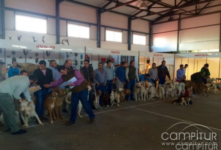 Gran acogida de público e interés en la &quot;I Concentración de rehalas de Extremadura celebrada en Azuaga&quot;