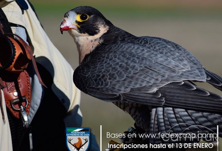 El VIII Campeonato de Extremadura de Cetrería alcanza el récord de participación con 53 aves