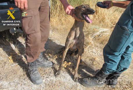 La Guardia Civil actúa contra 6 personas por caza furtiva con galgos en la Campiña Sur  