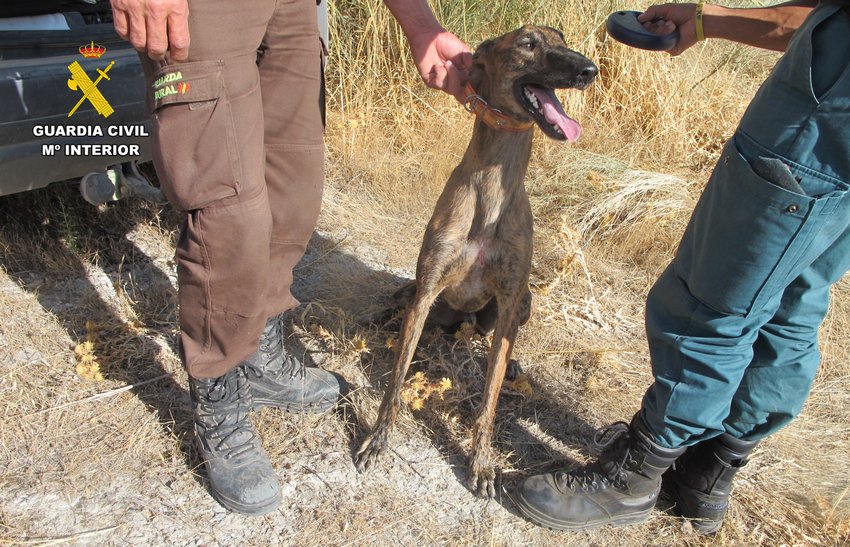 La Guardia Civil actúa contra 6 personas por caza furtiva con galgos en la Campiña Sur  