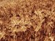 Ayudas a agricultores y ganaderos por la sequía 