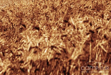 Ayudas a agricultores y ganaderos por la sequía 