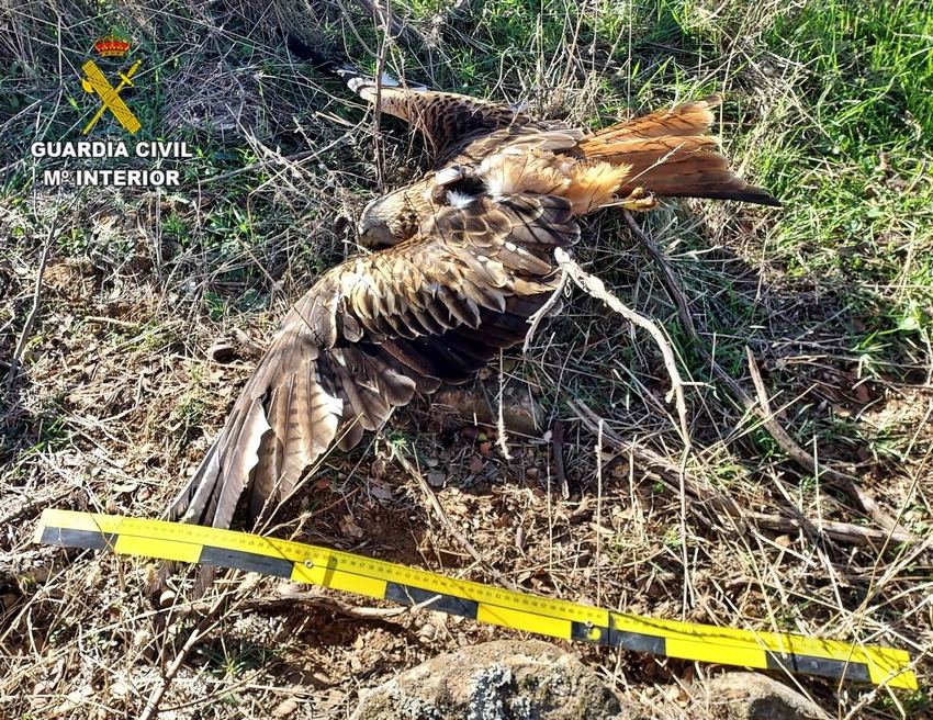Un vecino de Azuaga investigado por provocar la muerte de dos milanos reales 