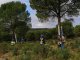 El Ayuntamiento de Villanueva del Rey informa sobre la II Escuela de Piñeros en el monte público “Las Monteras”