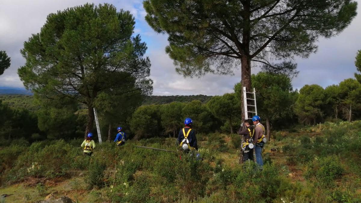 El Ayuntamiento de Villanueva del Rey informa sobre la II Escuela de Piñeros en el monte público “Las Monteras”