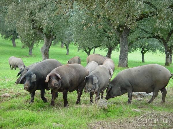 El consejero de Agricultura visitó una explotación de porcino ibérico en Fuente del Arco 