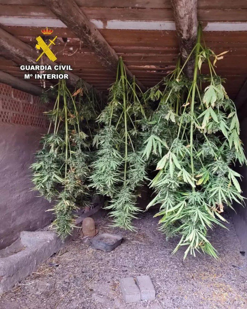 Detenidos Dos Vecinos de Usagre por Cultivo de Marihuana