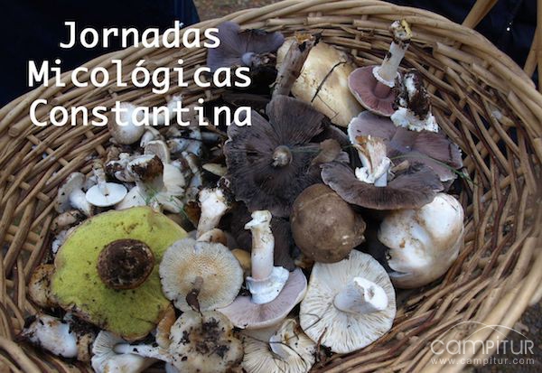 Adelanto de las XIX Jornadas Micológicas en Constantina 