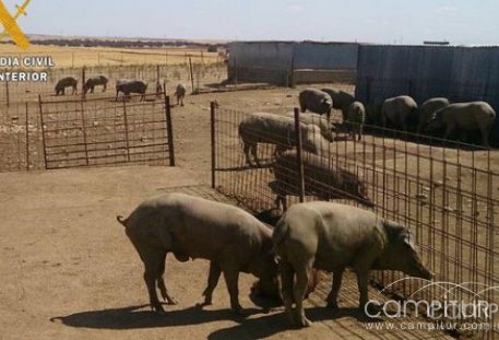 Detenido un ganadero de la Campiña Sur por simular el robo de su explotación 