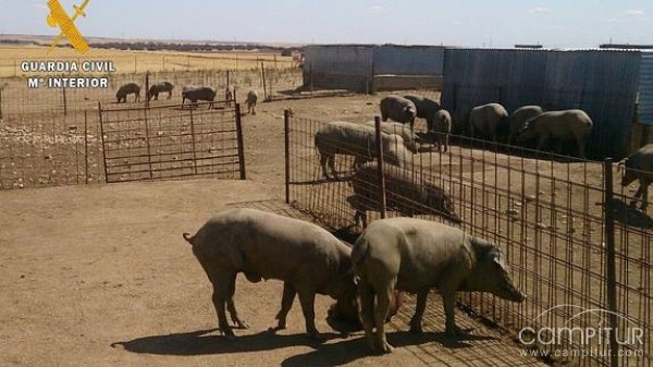 Detenido un ganadero de la Campiña Sur por simular el robo de su explotación 