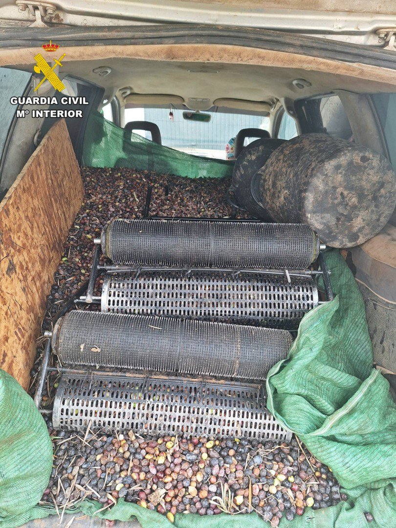 Interceptados en un olivar de Usagre cuando sustraían 4.000 kg de aceitunas
