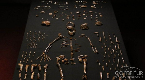 Una nueva especia humana descubierta en Sudáfrica  