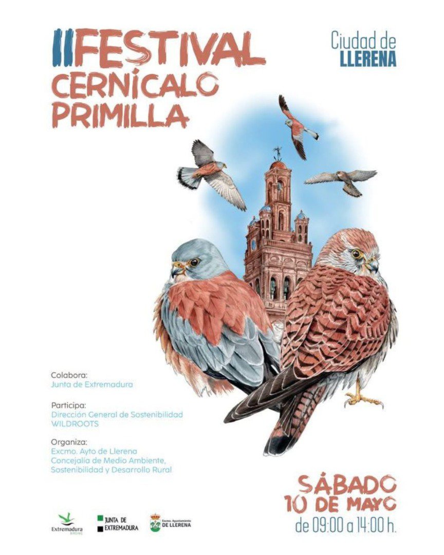 Llerena celebra el II Festival del Cernícalo Primilla con rutas guiadas, ponencias y actividades de concienciación