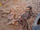 Encuentran 32 perros muertos por abandono en una finca de Azuaga (Badajoz)