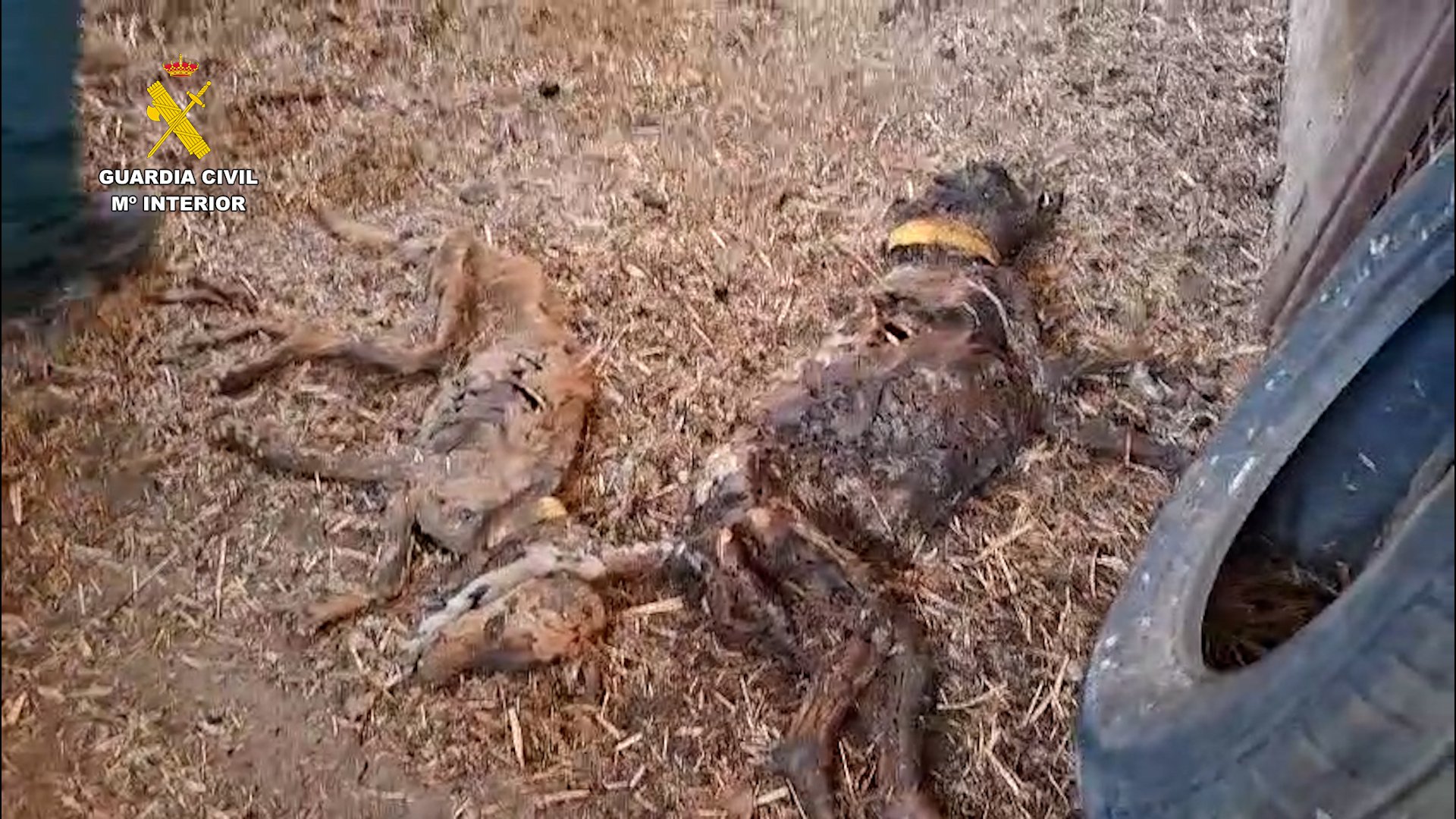 Encuentran 32 perros muertos por abandono en una finca de Azuaga (Badajoz)