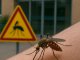 Segunda víctima mortal por el virus del Nilo Occidental en Extremadura