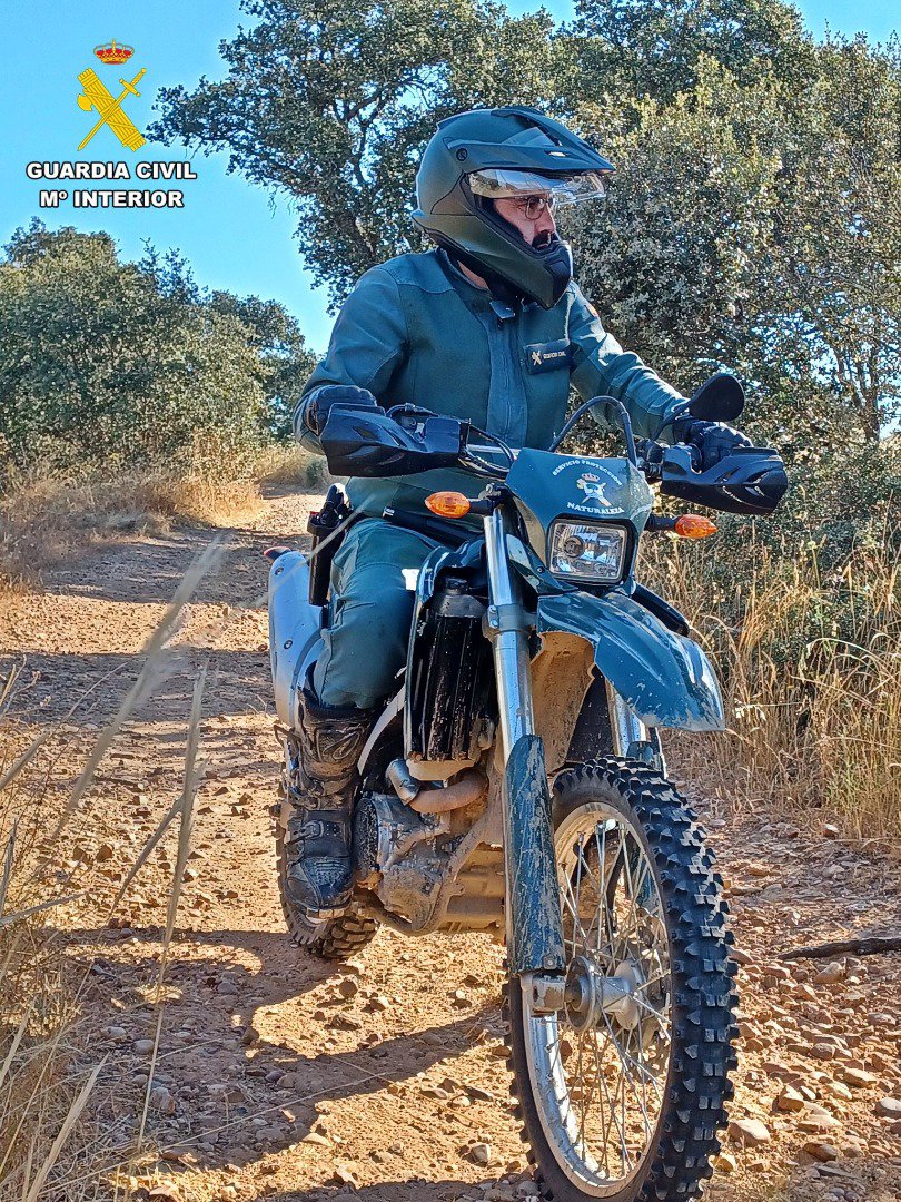 Denunciados dos cazadores de Don Benito y Maguilla por abatir ciervos en una batida autorizada solo para jabalí