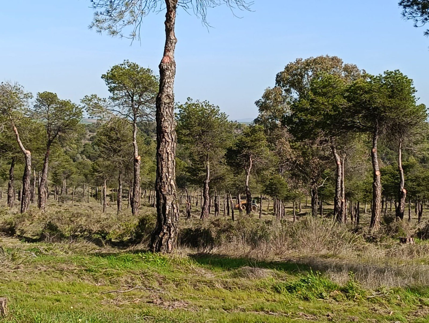 La Junta de Extremadura ejecuta trabajos selvícolas de mejora en el monte público “Las Quinientas” de Berlanga