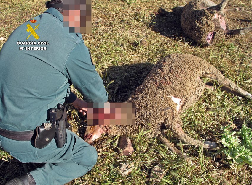 Investigan a un vecino de Azuaga por la muerte de varias ovejas
