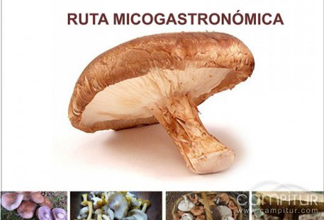 X Jornadas Micológicas y Ruta Micogastronómica de la Puebla de los Infantes 