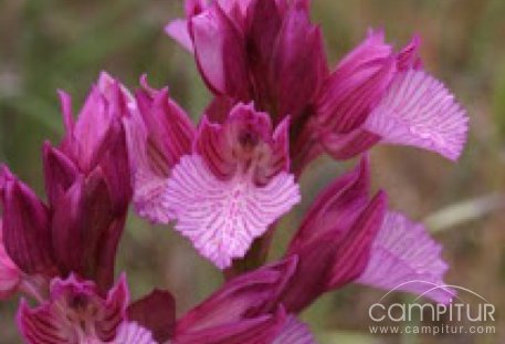 Primer Día de la Orquídea en Maguilla 