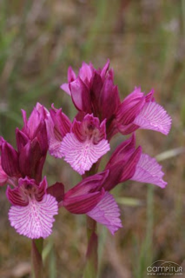 Primer Día de la Orquídea en Maguilla 