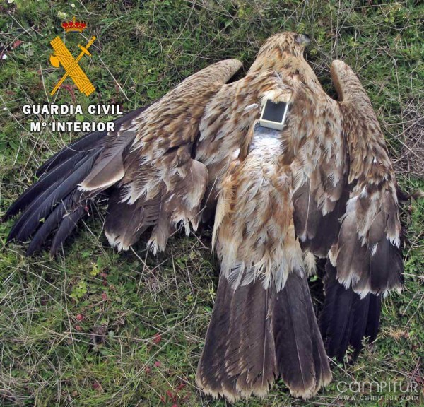 Investigado un vecino de Reina por envenenamiento de una especie protegida 