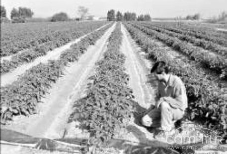 Nueva línea de ayudas para los agricultores y ganaderos 