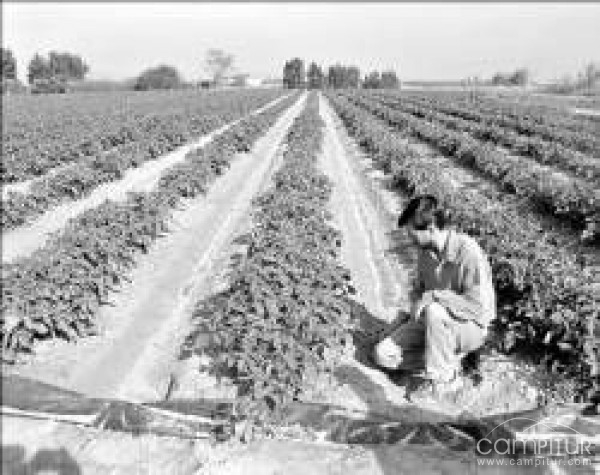 Nueva línea de ayudas para los agricultores y ganaderos 