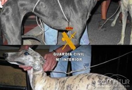 Detenidos dos vecinos de Azuaga por robar tres galgos en Berlanga 