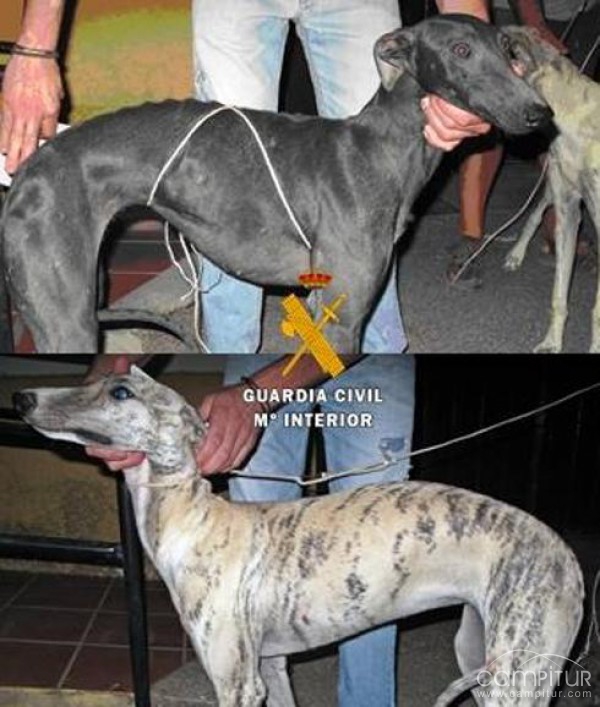 Detenidos dos vecinos de Azuaga por robar tres galgos en Berlanga 