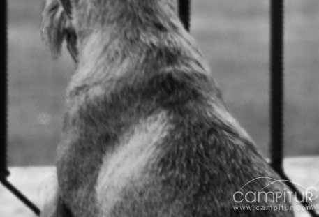 Medidas contra los ruidos ocasionados por perros en Granja de Torrehermosa 
