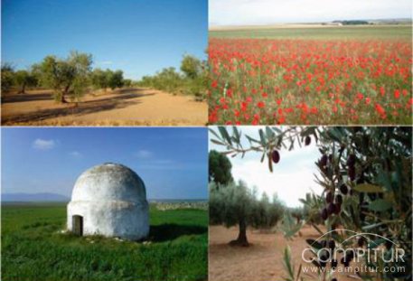 I Ruta Senderista Campiña y Olivo en Ahillones 