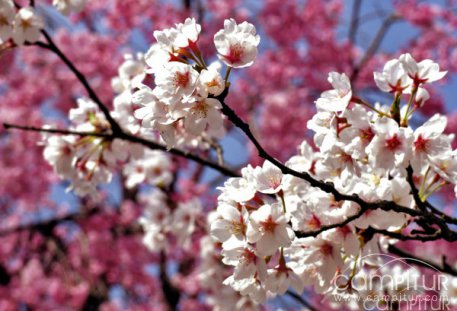 Ruta de senderismo &quot;Almendro en flor&quot; en Ahillones 