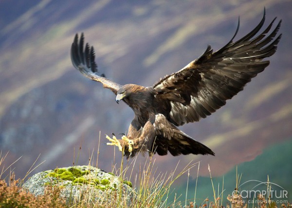 Liberan a un águila real en la Campiña Sur 
