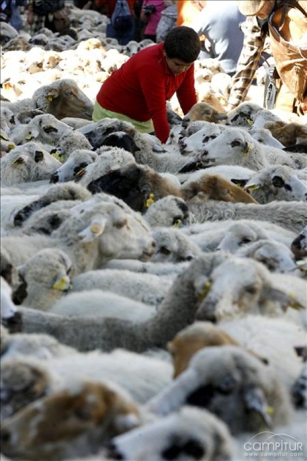 Unos 186 millones de euros han sido repartidos ya entre agricultores y ganaderos 