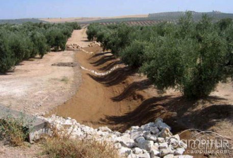 Finalizan las obras de restauración forestal de cauces de la Campiña Sur