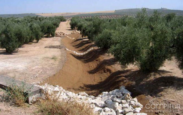 Finalizan las obras de restauración forestal de cauces de la Campiña Sur