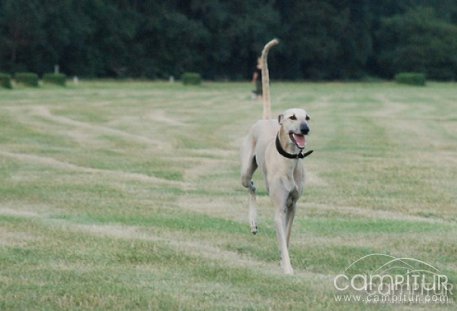 Azuaga acogerá el LXXI Campeonato de España de Galgos en Campo.